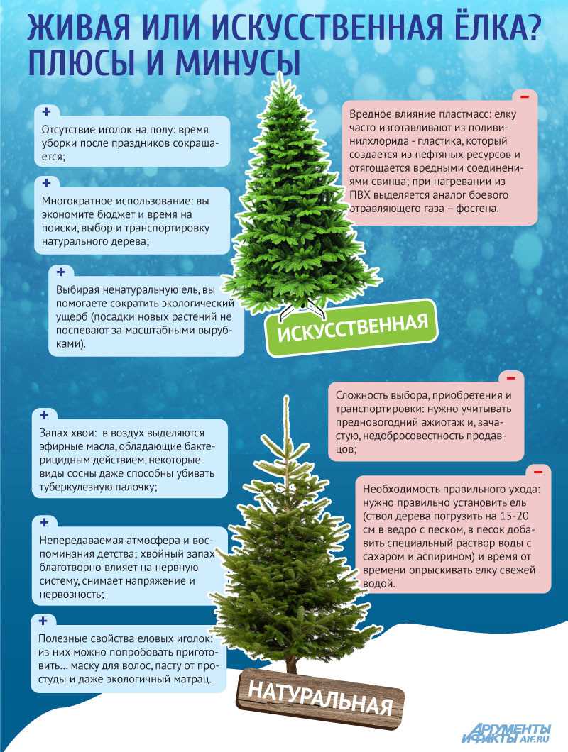 Основные правила выбора и установки живой новогодней елки | Наш сайт